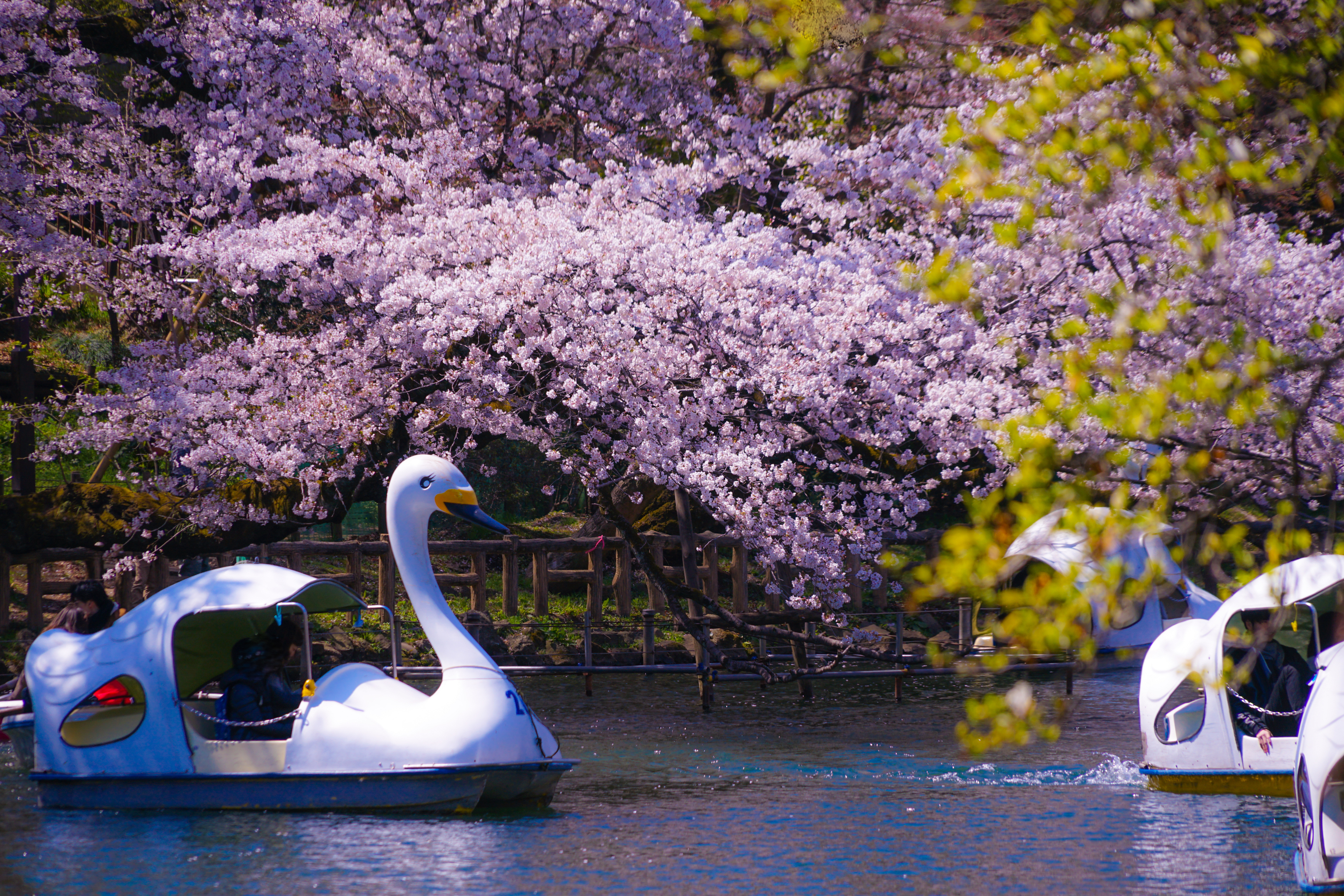 Inokashira picnic