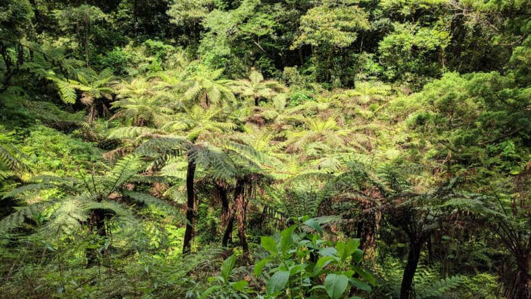 hachijojima tree ferns