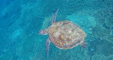 hachijojima sea turtle