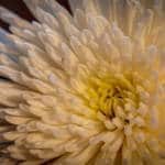 Chrysanthemum Kameido Tenjin