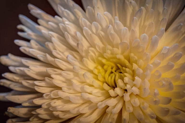 Chrysanthemum Kameido Tenjin