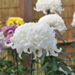Chrysanthemums Tokyo