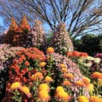 Jindai Botanical Garden Chrysanthemum Festival