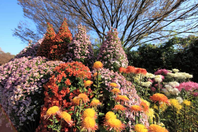 Jindai Botanical Garden Chrysanthemum Festival