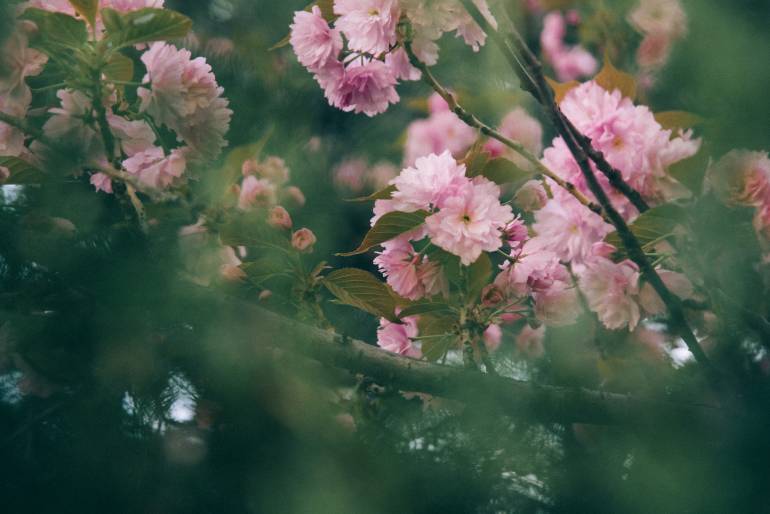 Pink cherry late blossom flowers on the tree