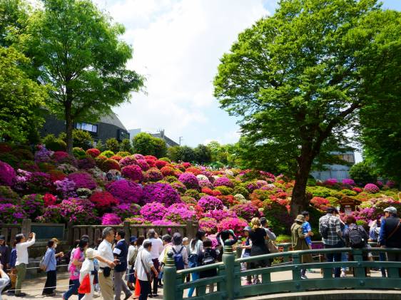 Azalea flower festival at Nezu Shrine