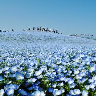 Spring in Tokyo: Guide to the Most Beautiful Season | Tokyo Cheapo