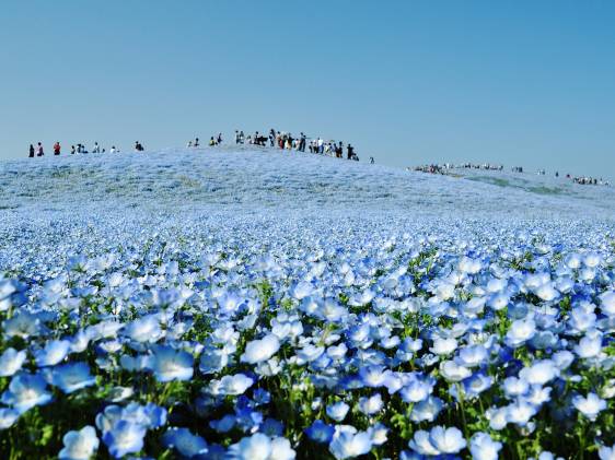 Hitachi Seaside Park nemophilia