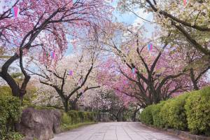 Flower Breeze 3点 Adorable Tree1点 まとめ割リピ割 🌸 CHERRY BLOSSOM UPDATE! 🌸 The blossoms are developing