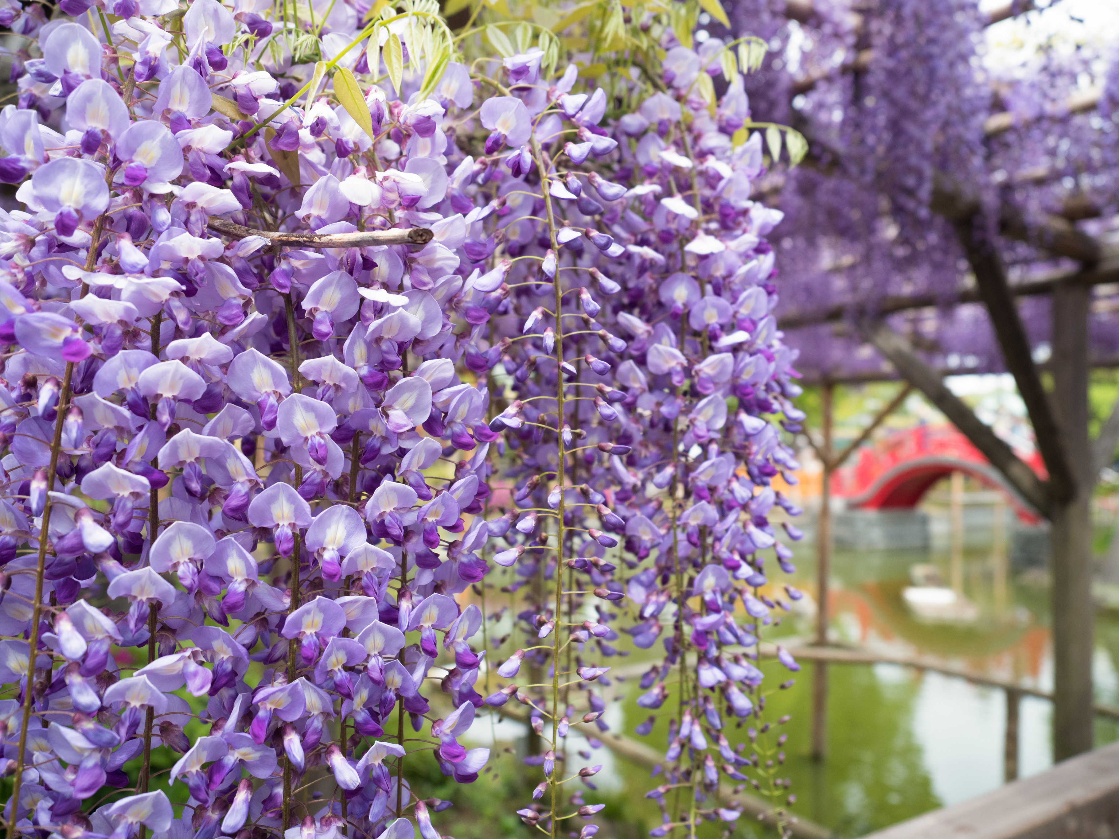 6 Tokyo Flower Festivals To Visit This Spring | Tokyo Cheapo, image size:3644x2733