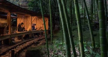 bamboo forest tokyo