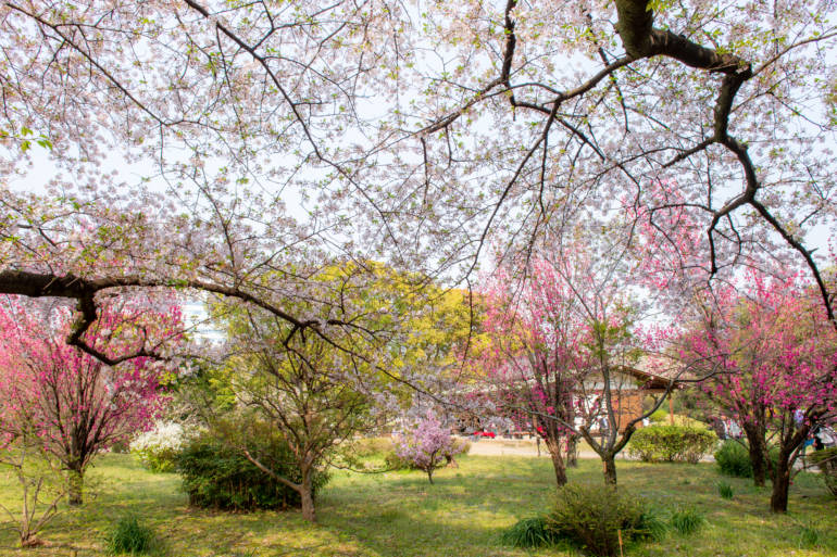 hamarikyu gardens cherry blossoms tokyo sakura