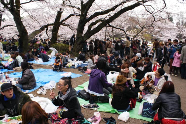 tokyo hanami parties how to join