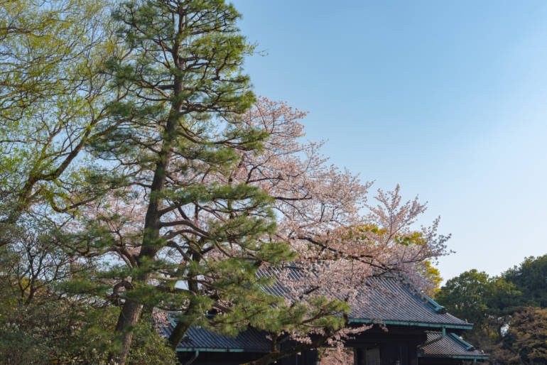 Tokyo cherry blossom sakura