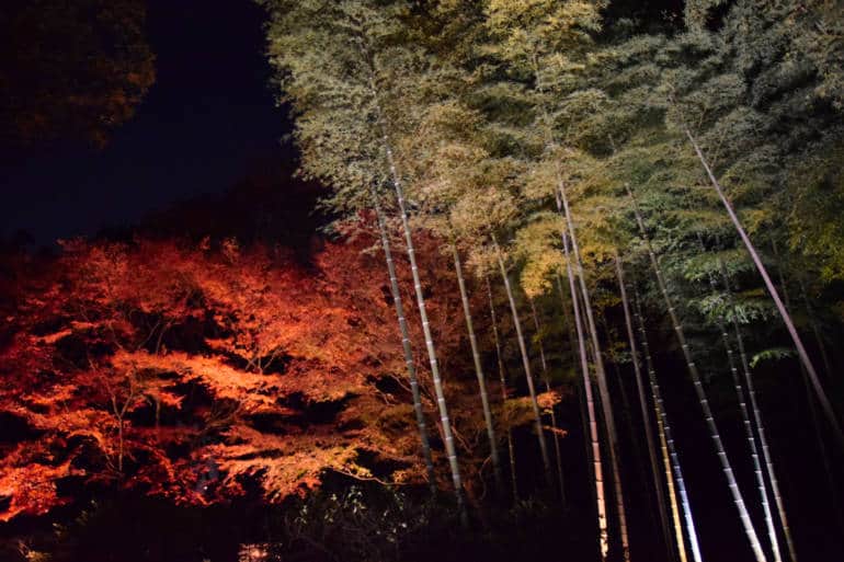 rikugien garden bamboo forest tokyo