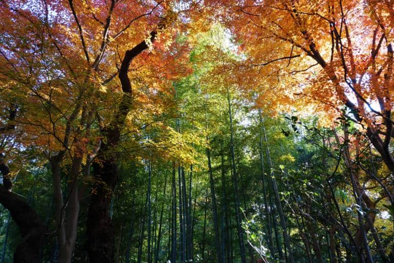 japan tokyo bamboo forests