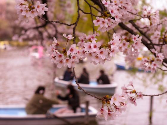 2026 Tokyo Cherry Blossom Dates: Sakura Forecast — Latest Update