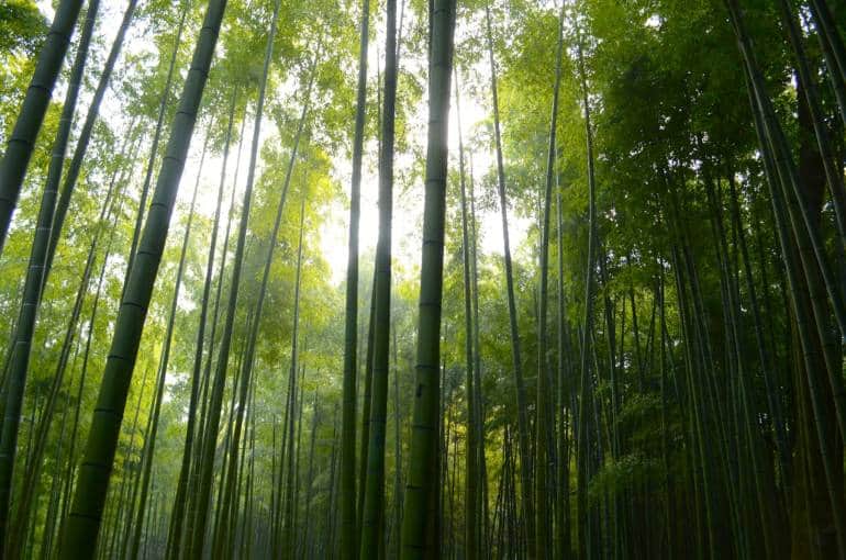 bamboo forest tokyo