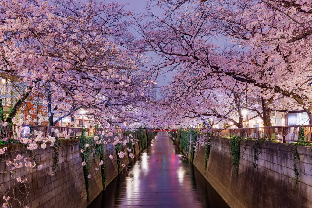 Pink cherry blossoms over the Meguro River at twilight