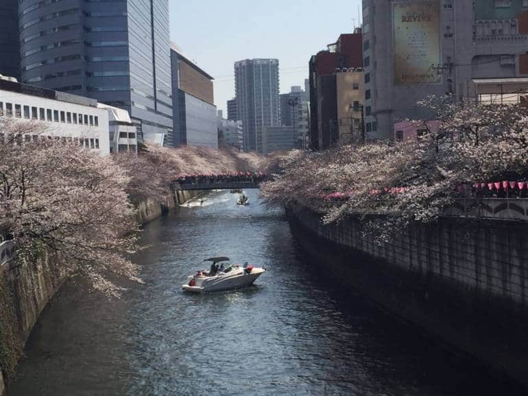 meguro river cherry blossoms