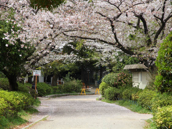 sumida park tokyo cherry blossom sakura