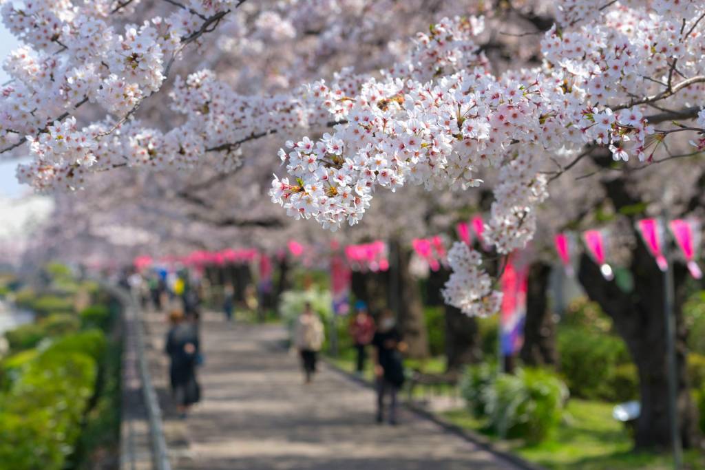 Cherry blossoms and pink lanterns along the Sumida River
