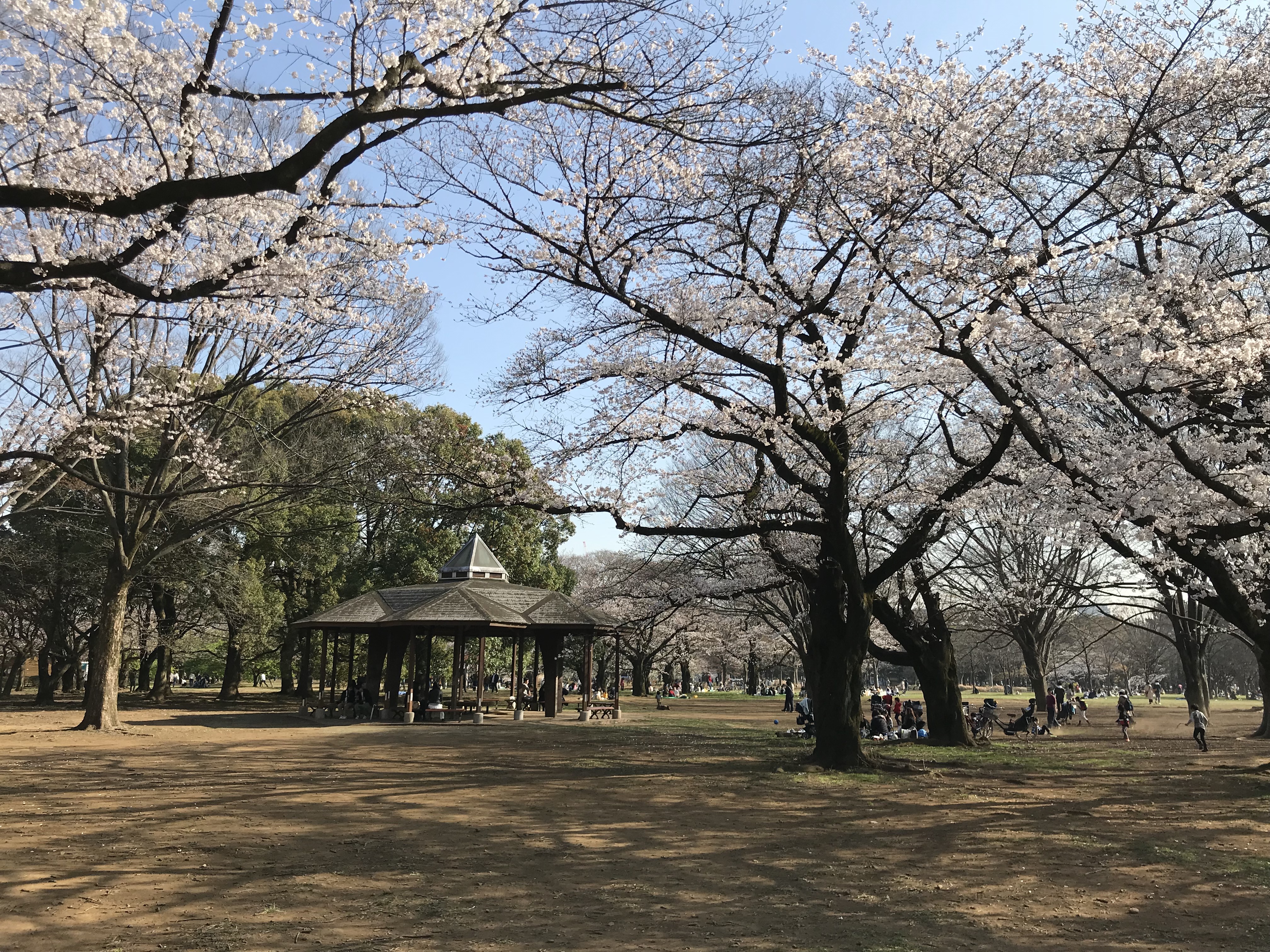 cherry blossom tokyo sakura