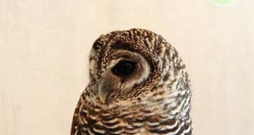 owl looking to the left