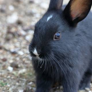 Animal Cafes In Tokyo Cruelty Free Options Tokyo Cheapo