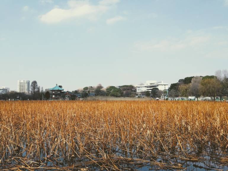 Shinobazu Pond