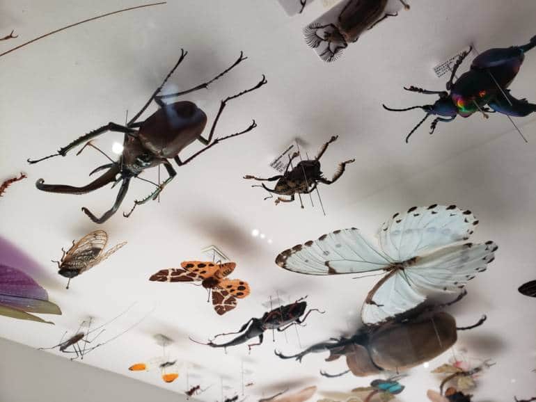 Insect Day - Tokyo Event