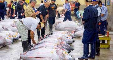 The Tsukiji tuna auction has moved to the new Toyosu Fish Market