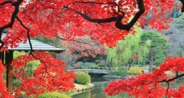 shinjuku gyoen garden maple tree