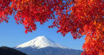 Mount Fuji framed by autumn leaves