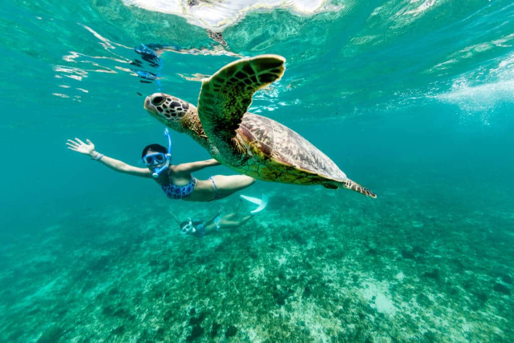 Turtle snorkel dive ocean sea