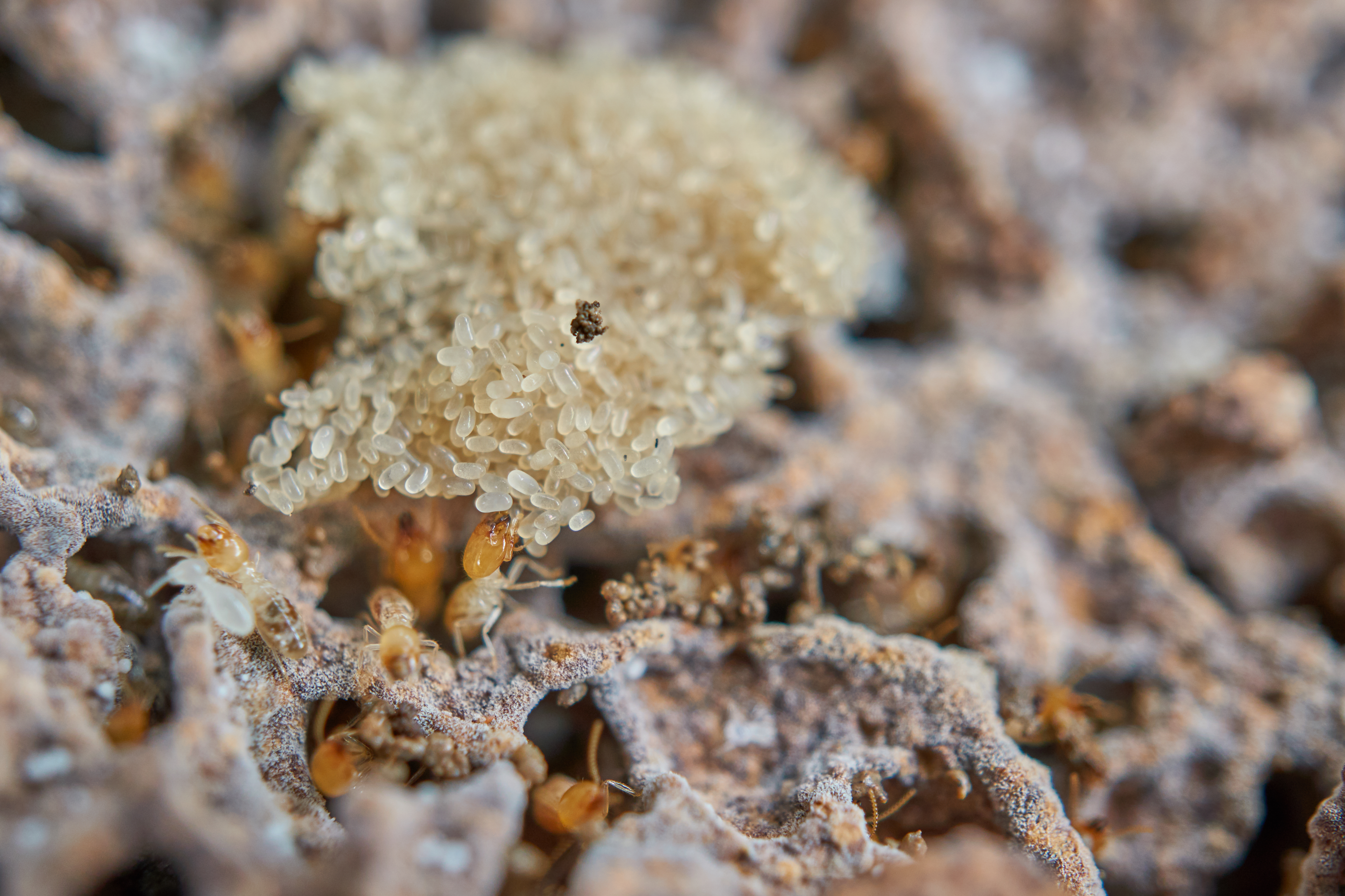 termites japan tokyo