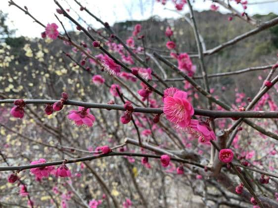 Plum blossoms at Atami Plum Garden