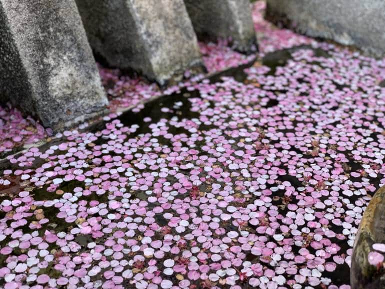 Atami cherry blossoms