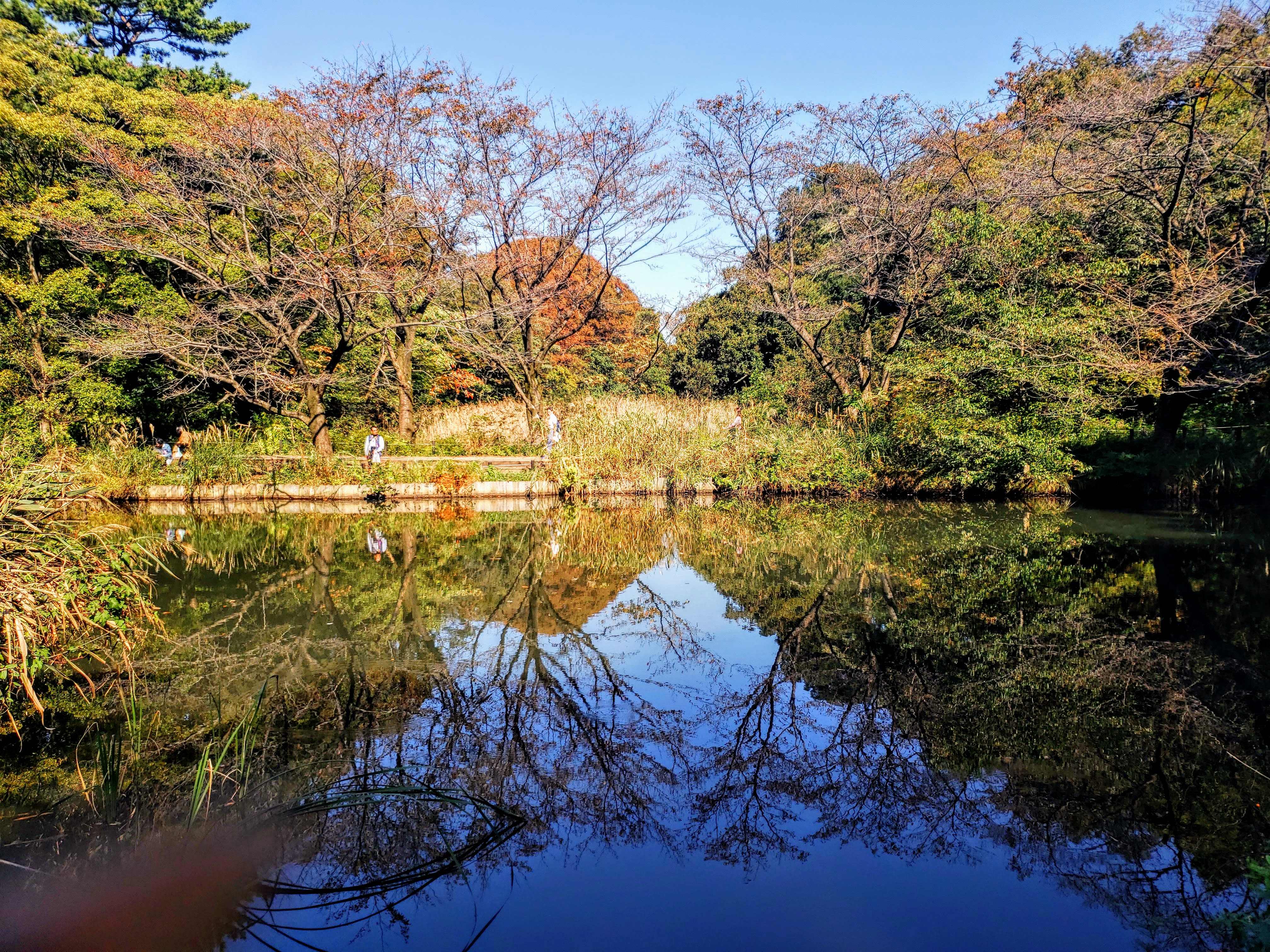 日本の庭 AN APPROACH TO NATURE The Institute for Nature Study: Tokyo's Hidden Forest