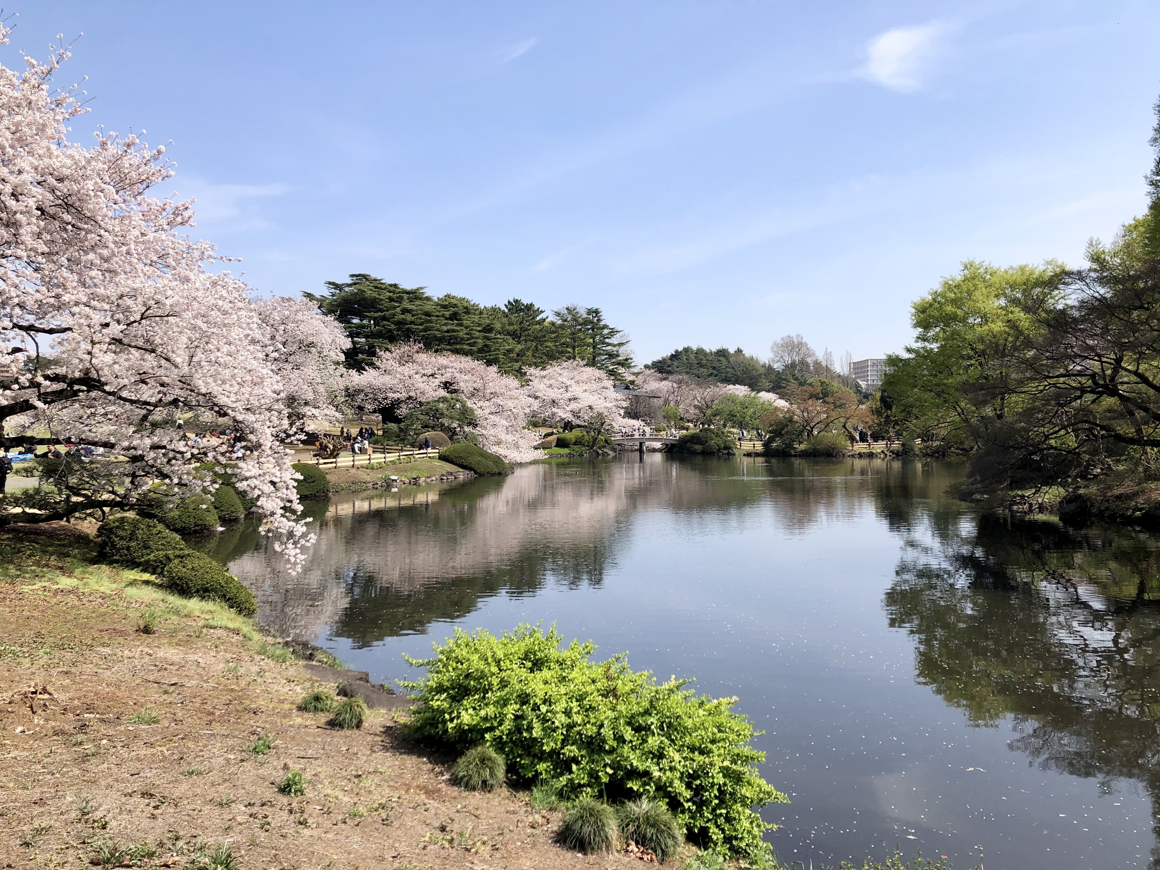 Shinjuku-Gyoen-spring-2021-CFM.jpg