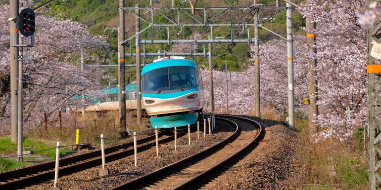 Limited Express train Kuroshio going around the bend surrounded by branches of cherry blossom trees in bloom. Train is a 283 series Super Arrow in Wakayama, Japan