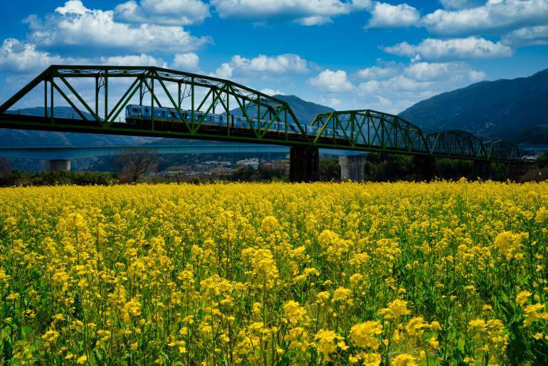 A train crosses an iron bridge over yellow flowers in Shikoku