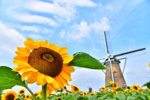 邦楽 Believe In Tomorrow Sunflower's Garden sakura-furusato-square-