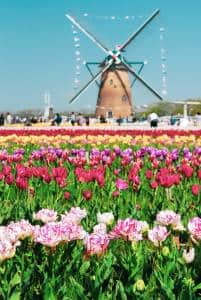 sakura-tulip-festa-iStock-