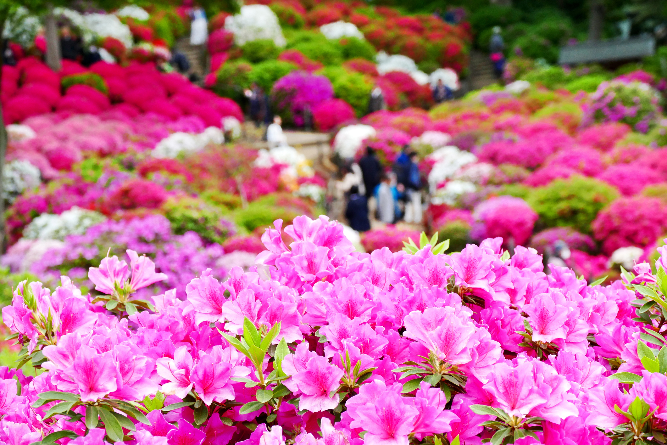 6 Tokyo Flower Festivals To Visit This Spring | Tokyo Cheapo, image size:2121x1414
