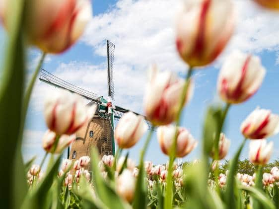 Tulips and windmill at オンライン カジノ ルーレットカジノ エアドロップボーナスコード