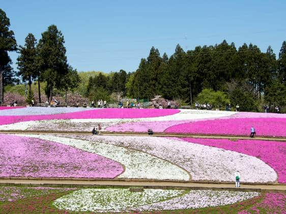 City - 4 flower gardens in bloom year-round - Tokyo Picks