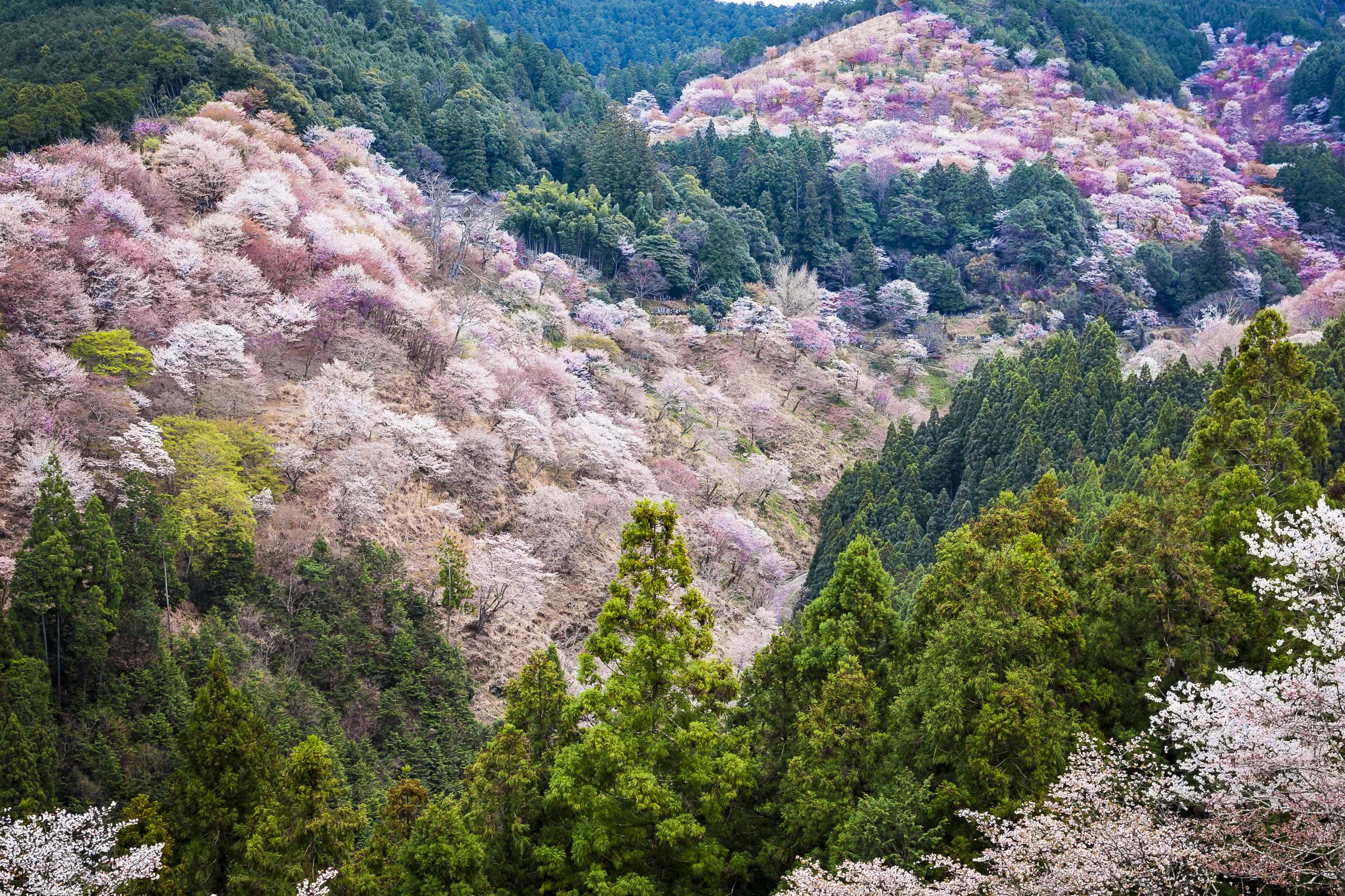 8 Cherry Blossom Varieties to See in Tokyo this Spring | Tokyo Cheapo