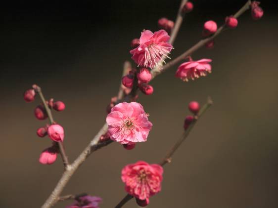 Koubai Red Plum Blossom Festival, Early–Late Feb 2024, 2024 | Tokyo Cheapo