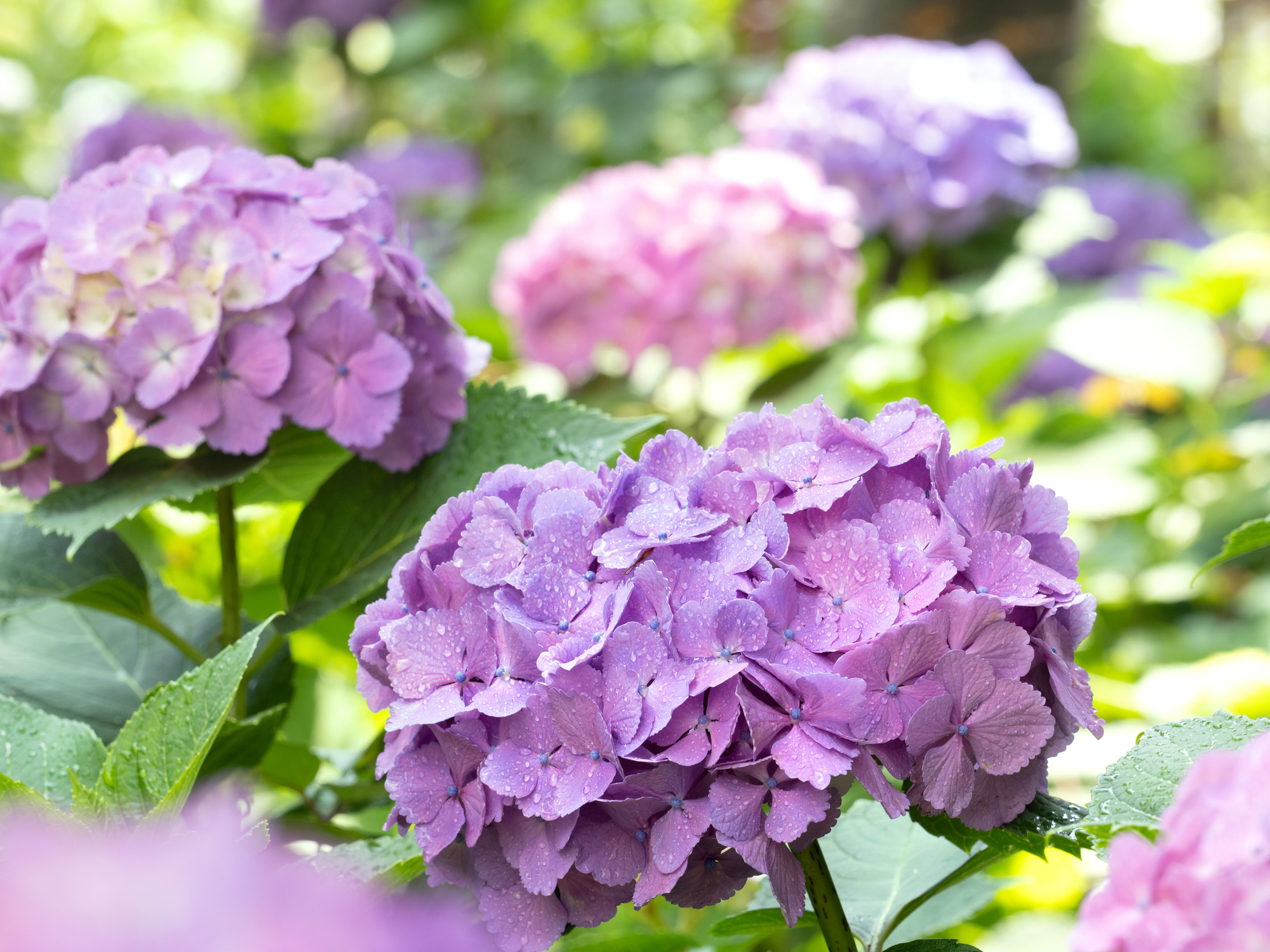 Hydrangea4936　0807指定18日 Hydrangeas $1.25+
